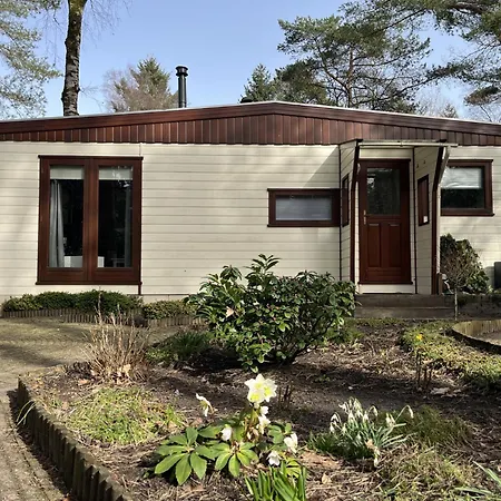 Viooltje In Het Bos I Knus Op De Veluwe Hoenderloo