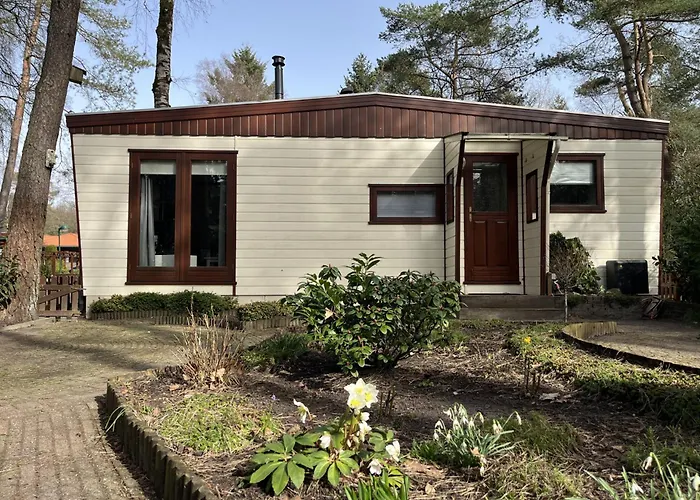 Viooltje In Het Bos I Knus Op De Veluwe Hoenderloo